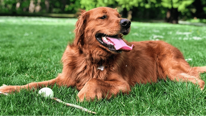 Long doggo much